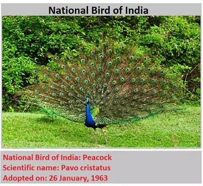 National Bird of India: Peacock